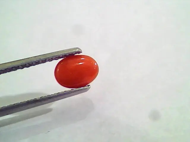1.33 Carat Natural Italian Red Coral Moonga Gemstone AAAA