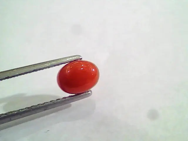 1.33 Carat Natural Italian Red Coral Moonga Gemstone AAAA
