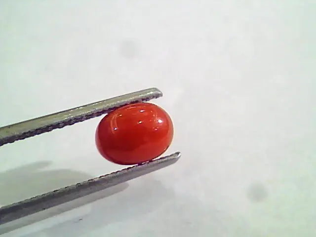 1.42 Carat Natural Italian Red Coral Moonga Gemstone AAAA