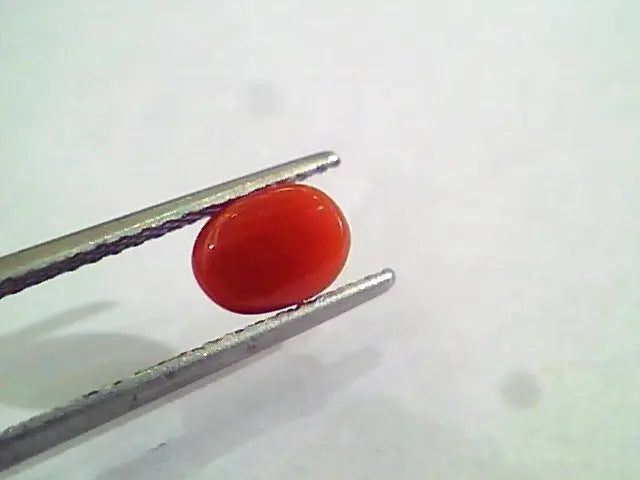 1.42 Carat Natural Italian Red Coral Moonga Gemstone AAAA