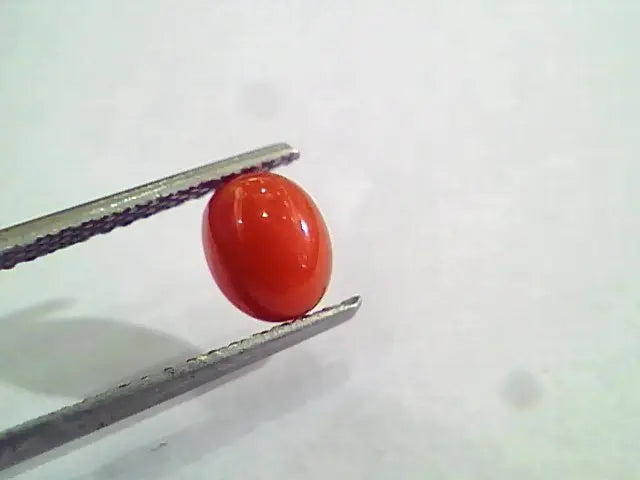 1.43 Carat Natural Italian Red Coral Moonga Gemstone AAAA