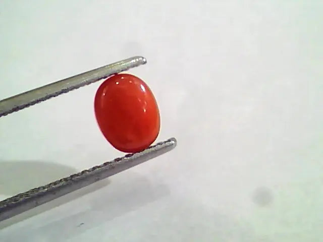 1.43 Carat Natural Italian Red Coral Moonga Gemstone AAAA