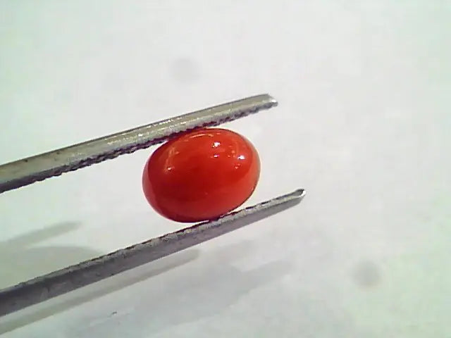 1.45 Carat Natural Italian Red Coral Moonga Gemstone AAAA