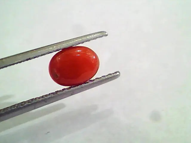 1.45 Carat Natural Italian Red Coral Moonga Gemstone AAAA