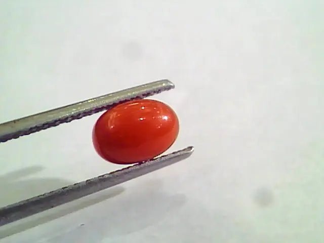 1.56 Carat Natural Italian Red Coral Moonga Gemstone AAAA