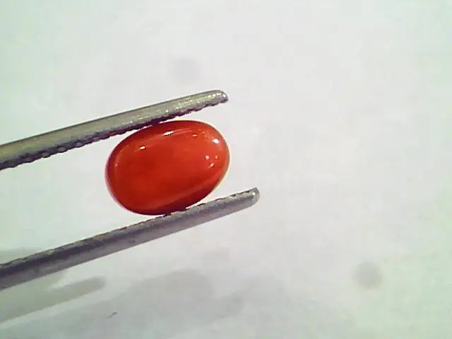 1.56 Carat Natural Italian Red Coral Moonga Gemstone AAAA