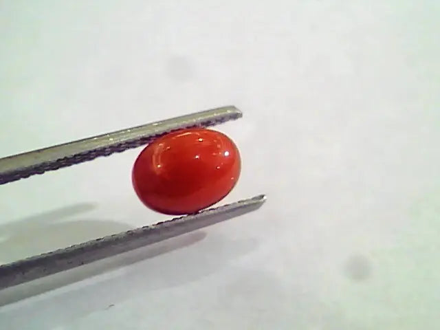 1.60 Carat Natural Italian Red Coral Moonga Gemstone AAAA