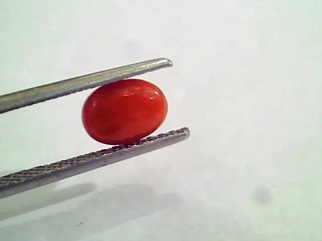 1.60 Carat Natural Italian Red Coral Moonga Gemstone AAAA