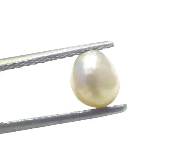 1.68 Ct Certified Natural Venunjula Real Sea Pearl Real Moti For Moon - Venus Gems