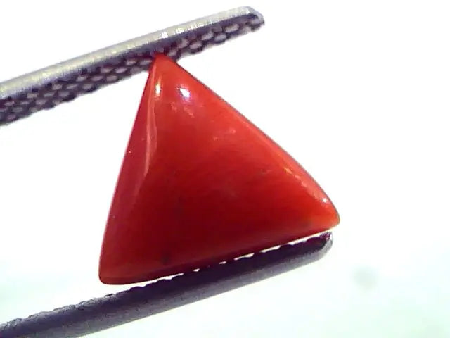1.77 Carat Natural Italian Triangle Red Coral Moonga Gemstone