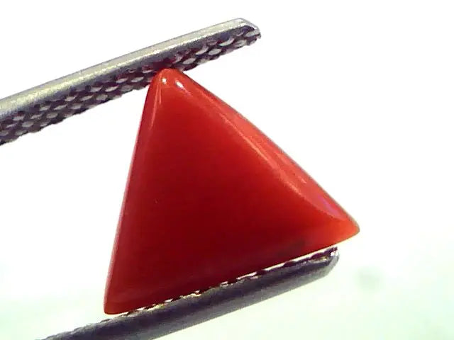 1.83 Carat Natural Italian Triangle Red Coral Moonga Gemstone