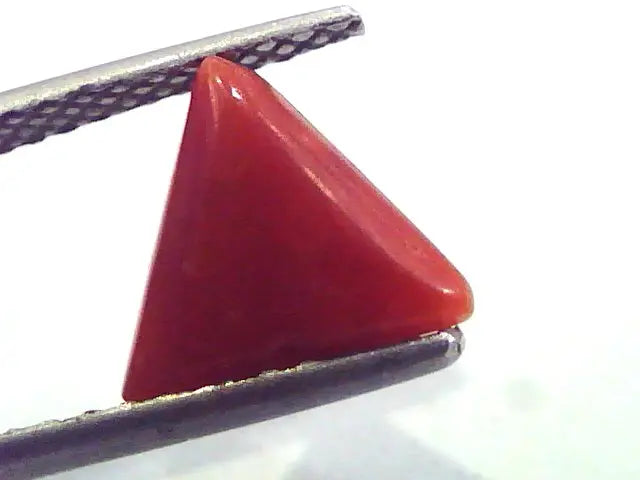1.85 Carat Natural Italian Triangle Red Coral Moonga Gemstone