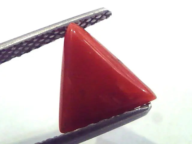 1.87 Carat Natural Italian Triangle Red Coral Moonga Gemstone