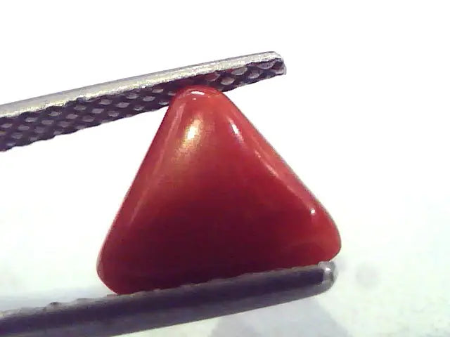 1.88 Carat Natural Italian Triangle Red Coral Moonga Gemstone