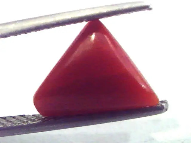 1.95 Carat Natural Italian Triangle Red Coral Moonga Gemstone