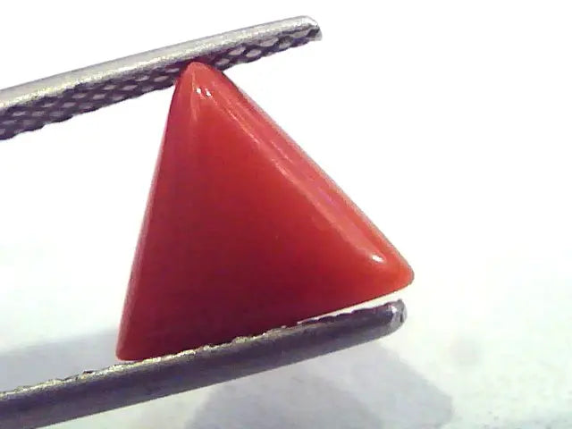 1.97 Carat Natural Italian Triangle Red Coral Moonga Gemstone