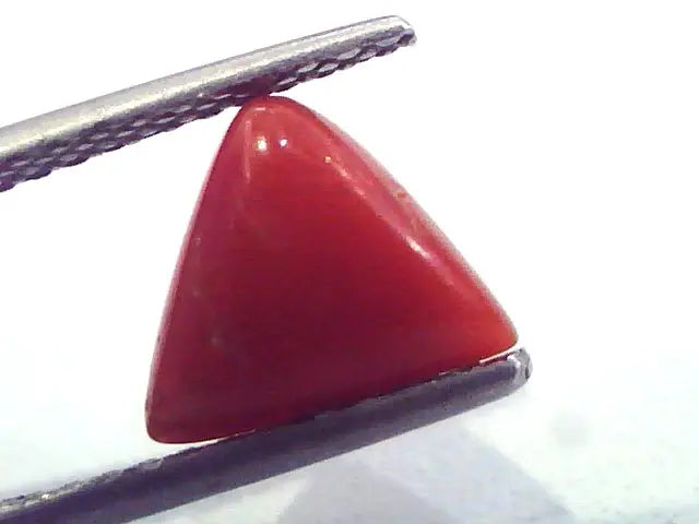 1.99 Carat Natural Italian Triangle Red Coral Moonga Gemstone
