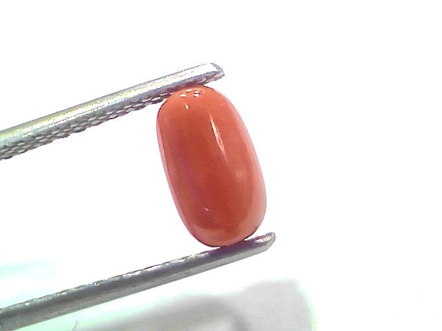 1.99 Ct 2.18 Ratti Natural Untreated Italian Red Coral Moonga Gemstone