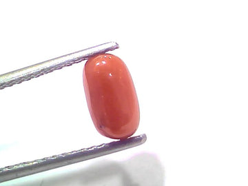 1.99 Ct 2.18 Ratti Natural Untreated Italian Red Coral Moonga Gemstone