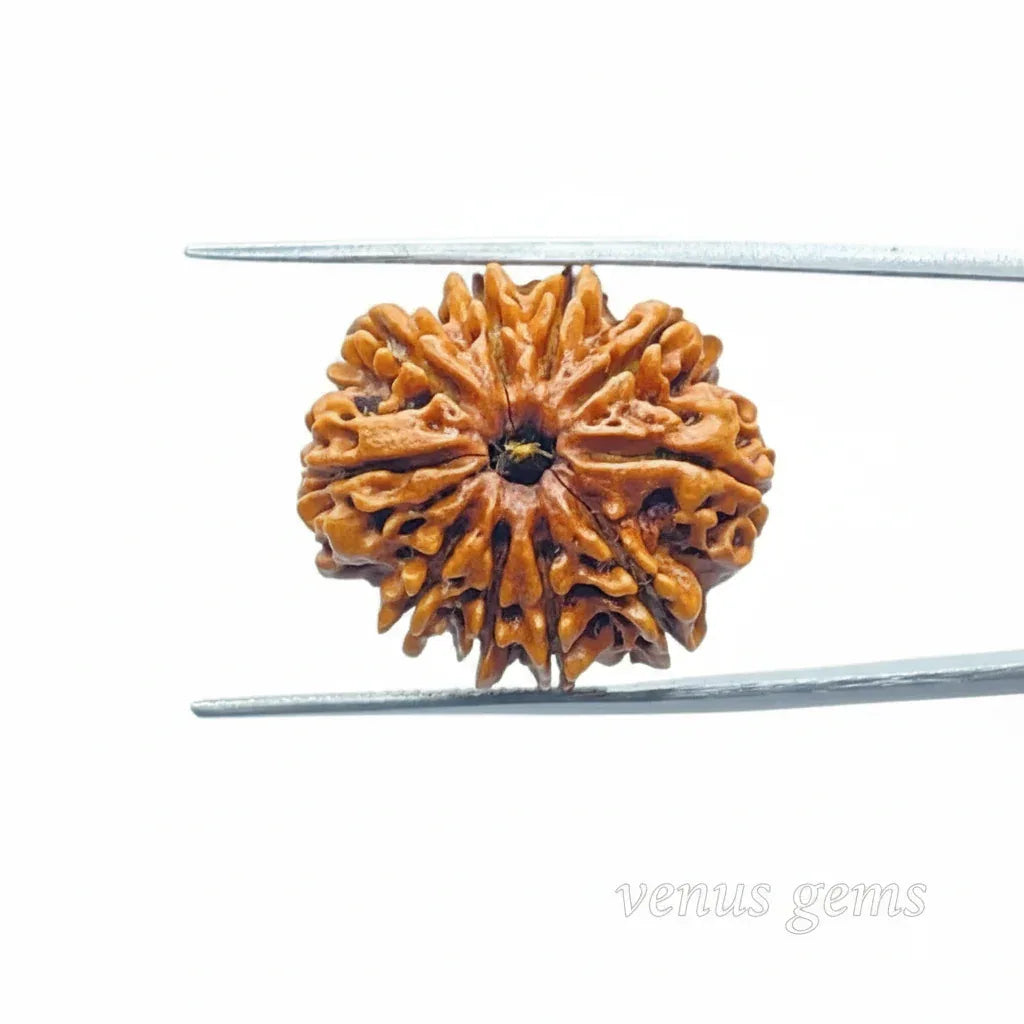 10 Mukhi Nepali Rudraksha Natural and Certified - Venus Gems