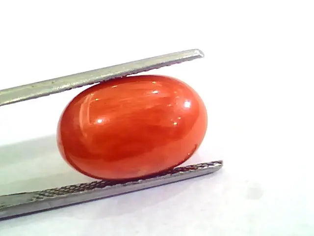 Huge 10.12 Ct Untreated Natural Premium Italian Red Coral AAAAA