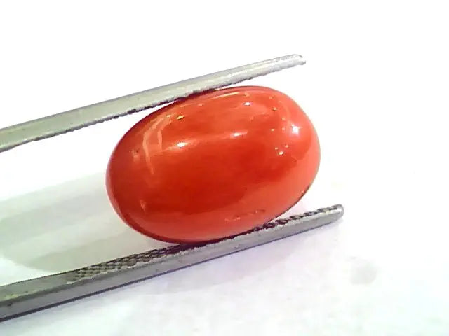 Huge 10.12 Ct Untreated Natural Premium Italian Red Coral AAAAA