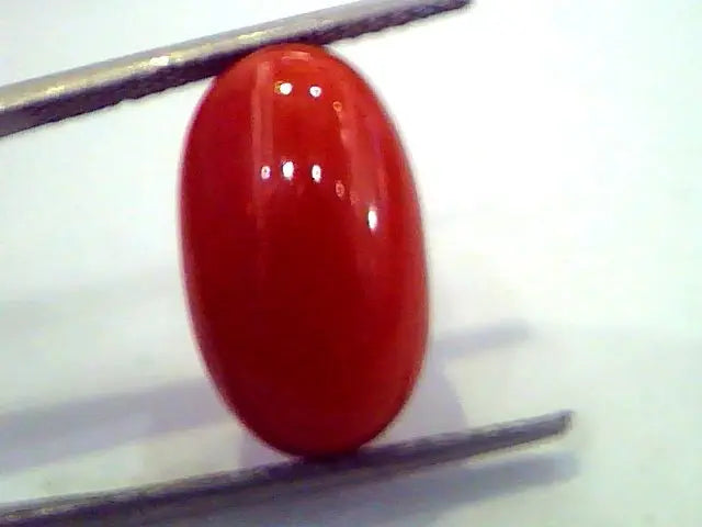 Huge 10.15 Ct Untreated Natural Premium Red Italian Coral AAA