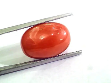 Huge 10.30 Ct Untreated Natural Premium Italian Red Coral AAAAA