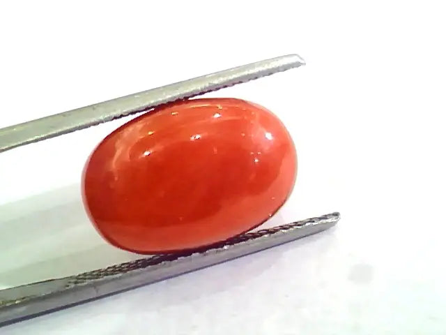 Huge 10.30 Ct Untreated Natural Premium Italian Red Coral AAAAA
