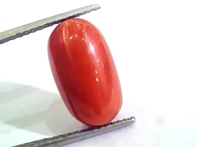 Huge 10.26 Ct Untreated Natural Premium Italian Red Coral AAAAA - Venus Gems