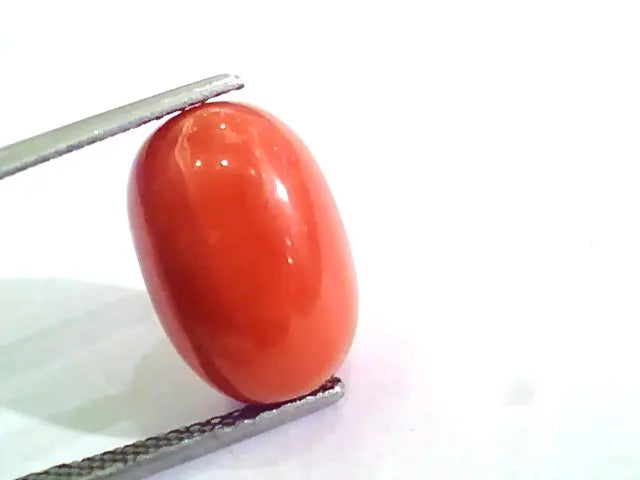 Huge 10.28 Ct Untreated Natural Premium Italian Red Coral AAAAA