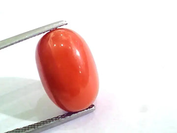 Huge 10.28 Ct Untreated Natural Premium Italian Red Coral AAAAA