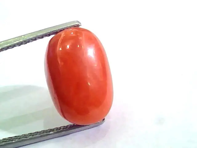 Huge 10.28 Ct Untreated Natural Premium Italian Red Coral AAAAA