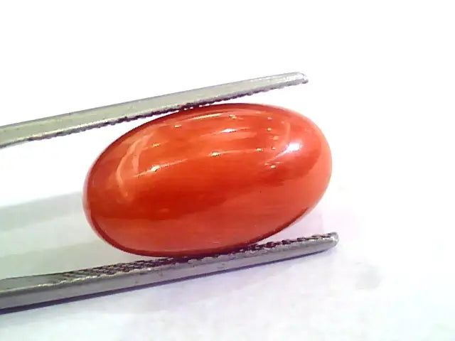 Huge 10.38 Ct Untreated Natural Premium Italian Red Coral AAAAA