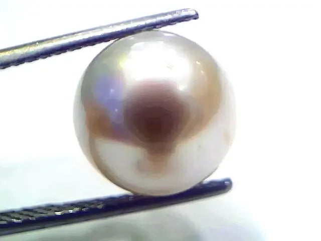 Huge 10.42 Ct Natural Certified Real South Sea Pearl Certified Moti - Venus Gems