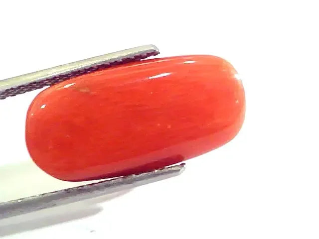 Huge 10.57 Ct Untreated Natural Premium Italian Red Coral AAAAA - Venus Gems