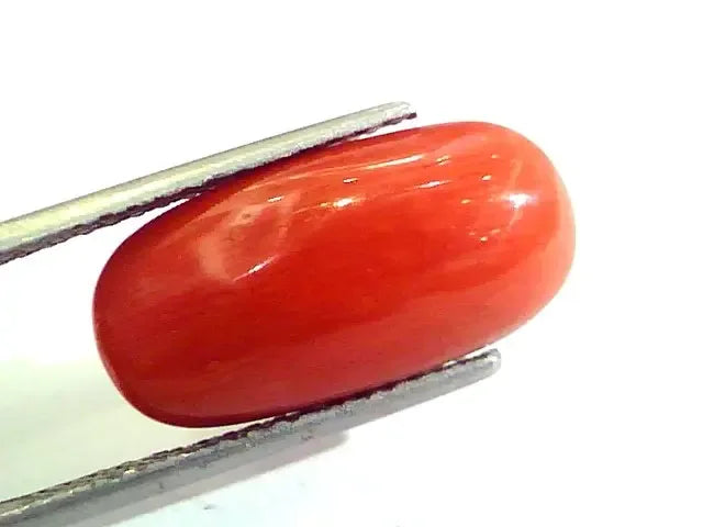 Huge 10.57 Ct Untreated Natural Premium Italian Red Coral AAAAA - Venus Gems