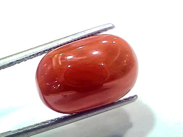 Huge 10.60 Ct 11.64 Ratti Natural Untreated Italian Red Coral Moonga AAAAA