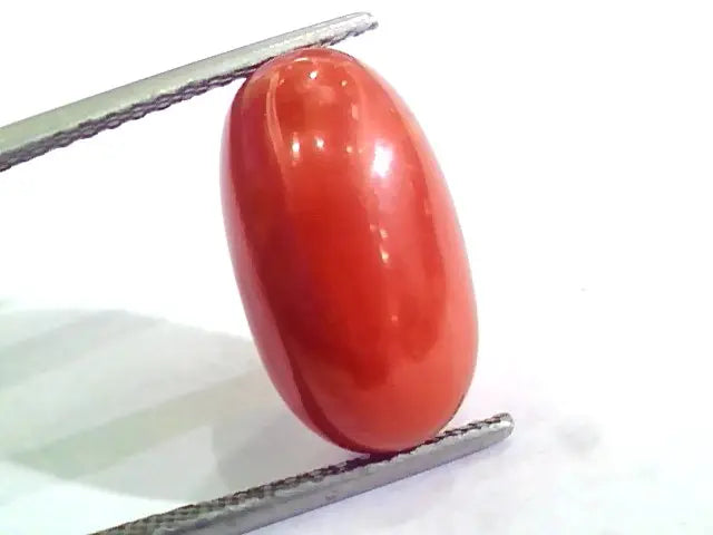 Huge 10.66 Ct Untreated Natural Premium Italian Red Coral AAAAA