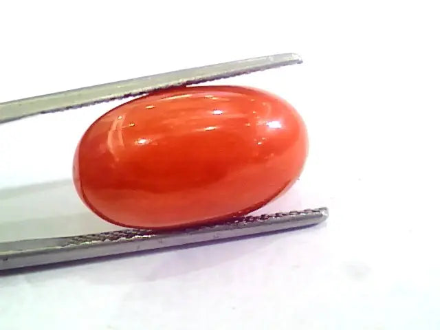 Huge 10.80 Ct Untreated Natural Premium Italian Red Coral AAAAA