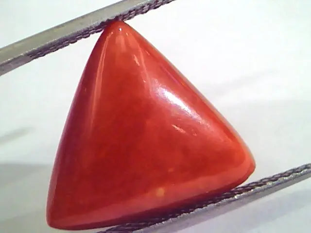 Huge 10.88 Ct Untreated Natural Italian Triangle Red Coral AAA
