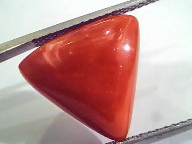Huge 10.88 Ct Untreated Natural Italian Triangle Red Coral AAA