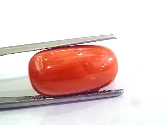 Huge 10.95 Ct Untreated Natural Premium Italian Red Coral AAAAA - Venus Gems