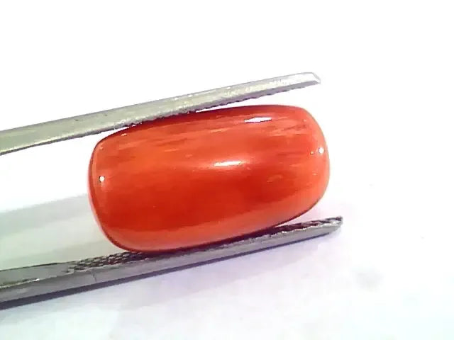Huge 10.95 Ct Untreated Natural Premium Italian Red Coral AAAAA - Venus Gems