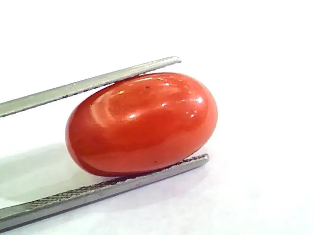 Huge 11.03 Ct Untreated Natural Premium Italian Red Coral AAAAA