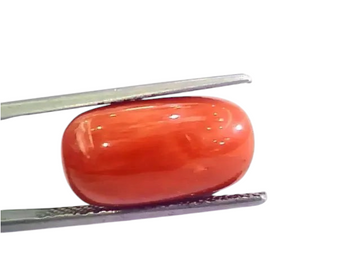 Huge 10.95 Ct Untreated Natural Premium Italian Red Coral AAAAA - Venus Gems
