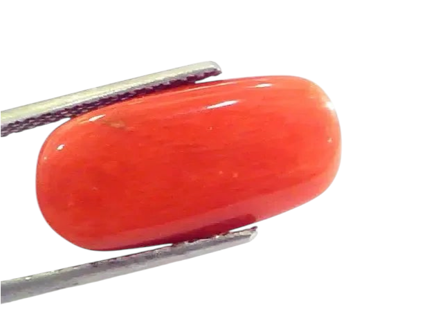 Huge 10.57 Ct Untreated Natural Premium Italian Red Coral AAAAA - Venus Gems