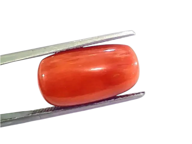 Huge 10.95 Ct Untreated Natural Premium Italian Red Coral AAAAA - Venus Gems