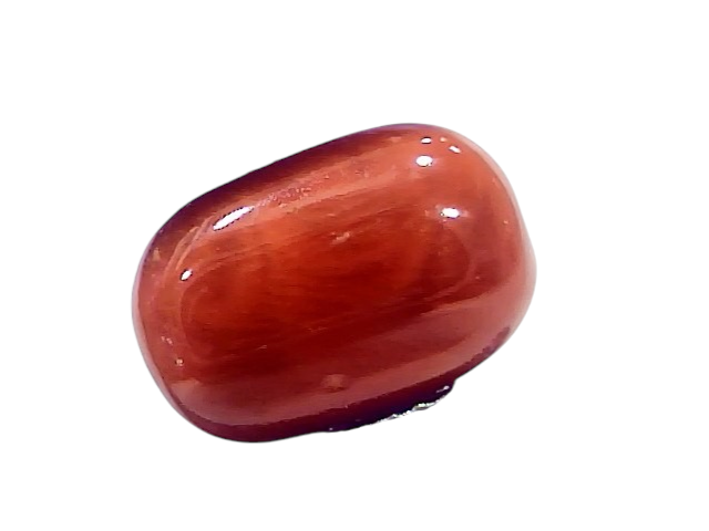 Natural untreated Italian red coral gemstone, 10.61 Ct, smooth oval shape, vibrant reddish-orange color, held with tweezers.