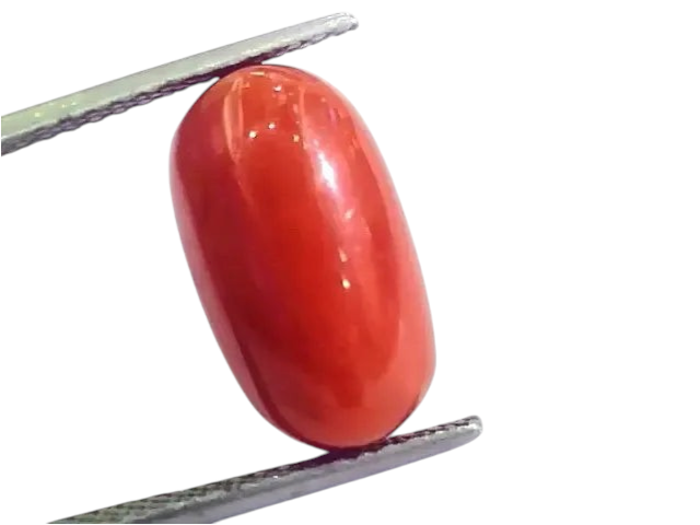 Huge 10.26 Ct Untreated Natural Premium Italian Red Coral AAAAA - Venus Gems